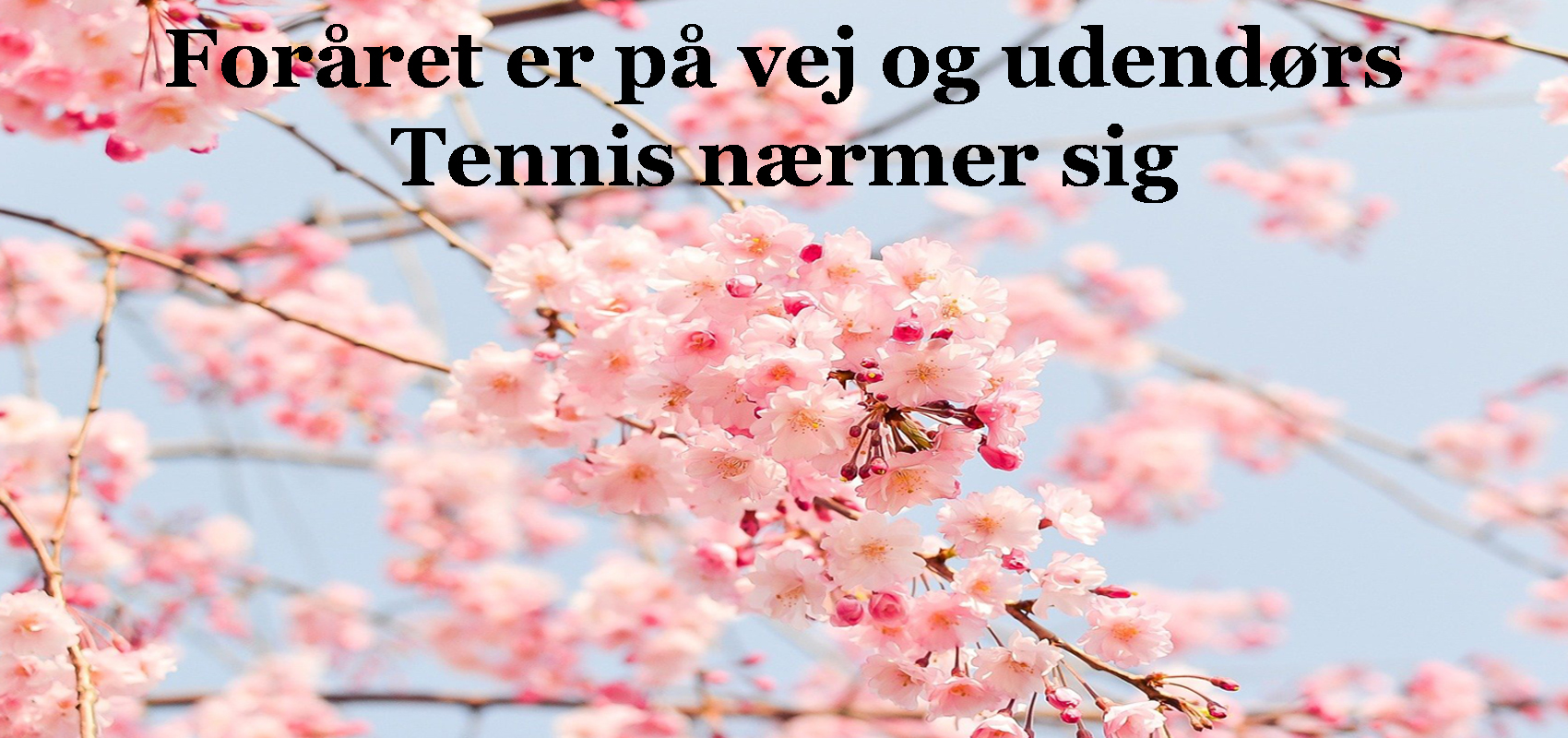 cherry-blossom-tree-1700-800